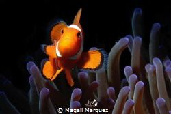 Clownfish with Retra snoot by Magali Marquez 